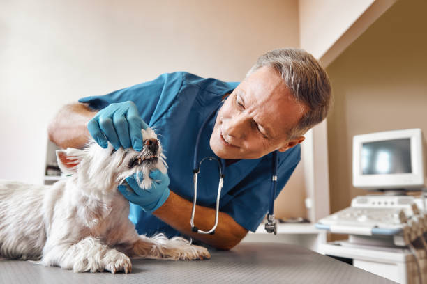 Best Emergency Tooth Extraction in Galesburg, IL